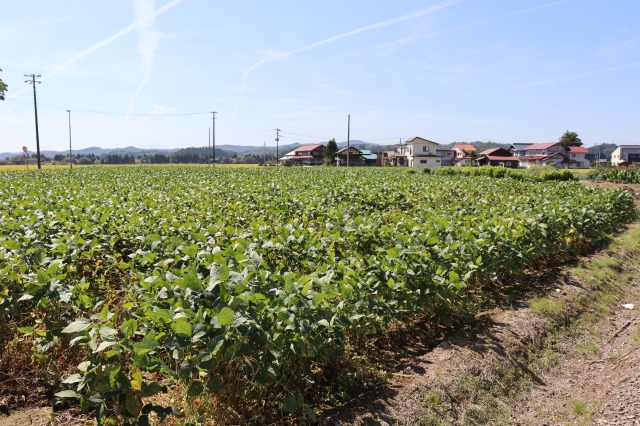 農研機構　有機の大豆拡大へ 関東向け標準作業手順書